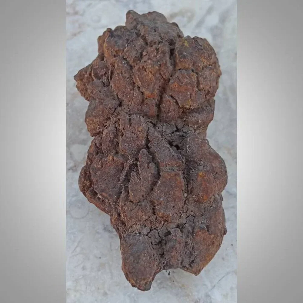 coprolite fossilized dung 02 fossil
